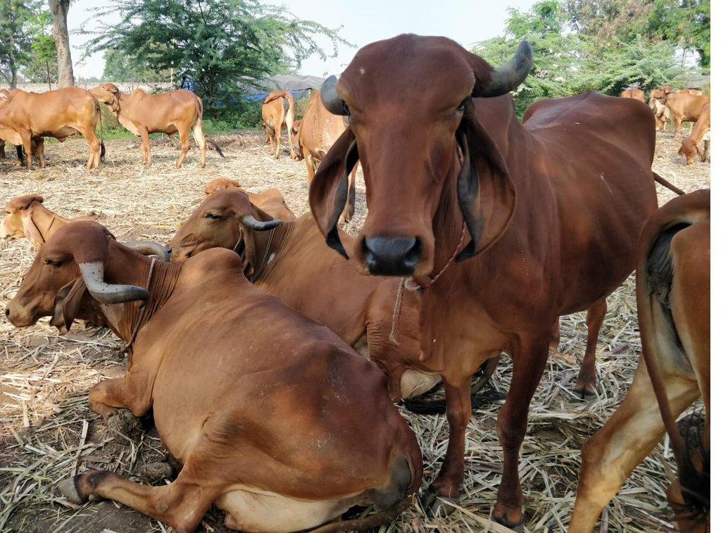 Our free-ranging Gir cow herd